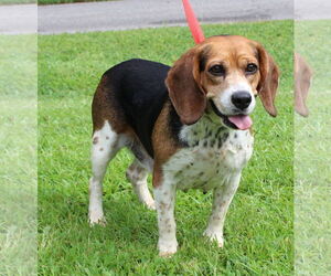 Beagle Dogs for adoption in Prattville, AL, USA