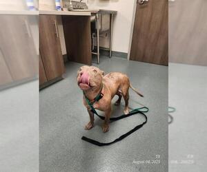 American Pit Bull Terrier Dogs for adoption in Baytown, TX, USA