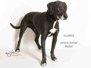 Labrador Retriever Dogs for adoption in Corona, CA, USA
