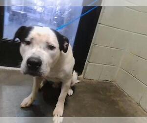 Mutt Dogs for adoption in Tulsa, OK, USA