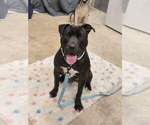 American Pit Bull Terrier-Unknown Mix Dogs for adoption in Millersville, MD, USA