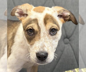 Mutt Dogs for adoption in Jefferson, WI, USA