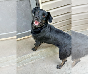 Mutt Dogs for adoption in Boston, MA, USA