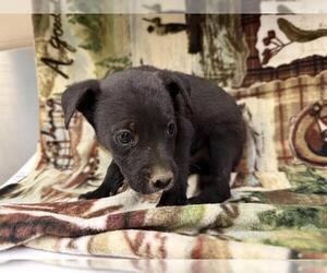 American Pit Bull Terrier-Unknown Mix Dogs for adoption in HESPERIA, CA, USA