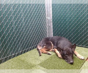 German Shepherd Dog Dogs for adoption in Downey, CA, USA