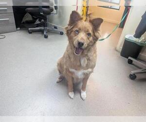 Golden Retriever Dogs for adoption in Pasadena, CA, USA