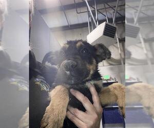 German Shepherd Dog Dogs for adoption in Bakersfield, CA, USA
