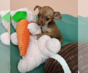 Chihuahua-Unknown Mix Dogs for adoption in York, SC, USA