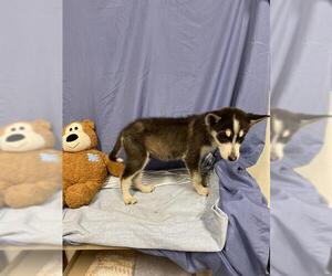 Siberian Husky-Unknown Mix Dogs for adoption in Modesto, CA, USA