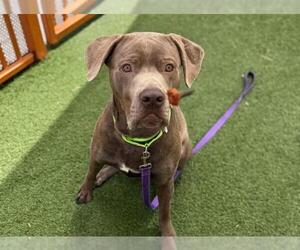 American Pit Bull Terrier-Unknown Mix Dogs for adoption in Las Vegas, NV, USA
