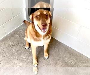 - Mix Dogs for adoption in Houston, TX, USA