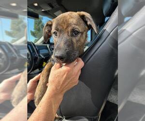 Akita-German Shepherd Dog Mix Dogs for adoption in Stockton, CA, USA