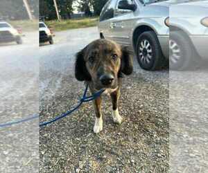 Labrador Retriever-Unknown Mix Dogs for adoption in Evansville, IN, USA