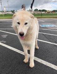 Great Pyrenees-Unknown Mix Dogs for adoption in Winchester, TN, USA