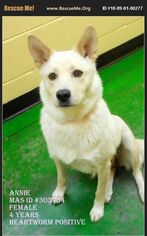 Huskimo Dogs for adoption in JAMESTOWN, TN, USA