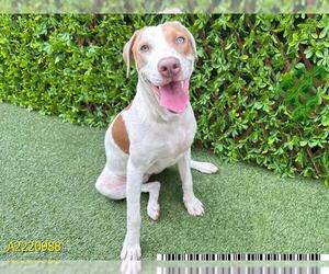 American Pit Bull Terrier Dogs for adoption in West Palm Beach, FL, USA
