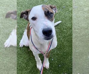 American Pit Bull Terrier-Unknown Mix Dogs for adoption in Fayetteville, NC, USA