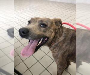 Plott Hound-Unknown Mix Dogs for adoption in Ben Wheeler, TX, USA