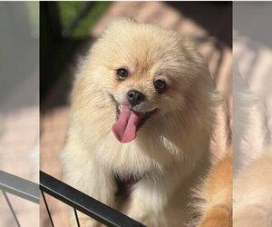 Pomeranian Dogs for adoption in Irvine, CA, USA