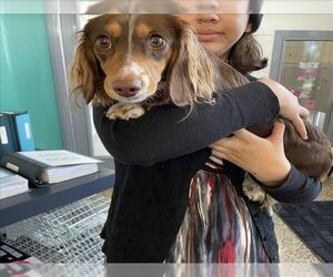 Dachshund Dogs for adoption in Tracy, CA, USA