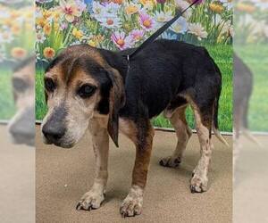 Beagle Dogs for adoption in Stratham, NH, USA