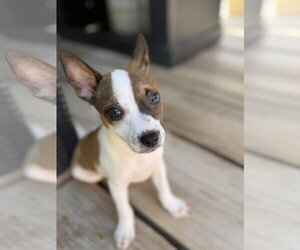 Black Mouth Cur-Dachshund Mix Dogs for adoption in Royal Palm Beach, FL, USA