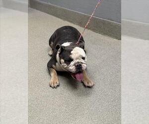 Bulldog-Unknown Mix Dogs for adoption in Las Vegas, NV, USA