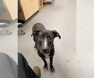 Labrador Retriever Dogs for adoption in Corpus Christi, TX, USA