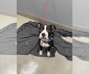 Mutt Dogs for adoption in Las Vegas, NV, USA