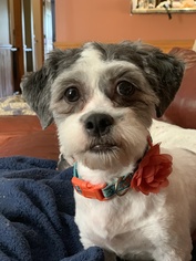 Shih Tzu Dogs for adoption in Mooresville, NC, USA