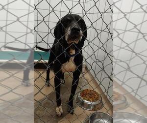Coonhound-Labrador Retriever Mix Dogs for adoption in Zanesville, OH, USA