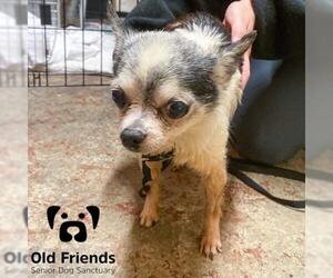 Chihuahua Dogs for adoption in Mount Juliet, TN, USA