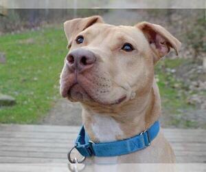 American Pit Bull Terrier Dogs for adoption in Pittsburgh, PA, USA