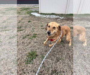 Golden Labrador Dogs for adoption in Corning, AR, USA