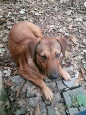Beagle-German Shepherd Dog Mix Dogs for adoption in Locust Grove, GA, USA