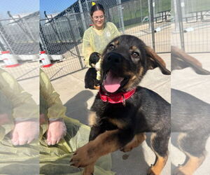 Rottweiler-Unknown Mix Dogs for adoption in Hillsboro, NH, USA