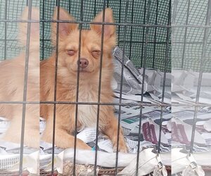 Chiranian Dogs for adoption in Morganville, NJ, USA