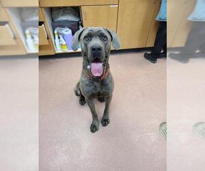 Mutt Dogs for adoption in Ogden, UT, USA