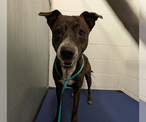 Plott Hound-Unknown Mix Dogs for adoption in Tavares, FL, USA