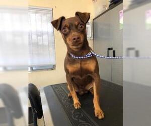 Toxirn Dogs for adoption in Lodi, CA, USA