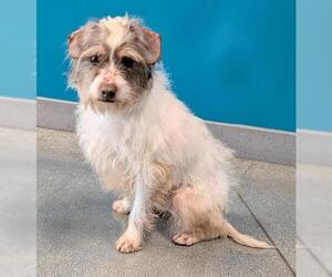 Maltese Dogs for adoption in San Martin, CA, USA