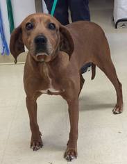 Mutt Dogs for adoption in Loudon, TN, USA