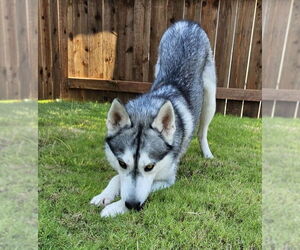Huskies -Unknown Mix Dogs for adoption in McKinney, TX, USA