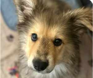 Mutt Dogs for adoption in San Ramon, CA, USA