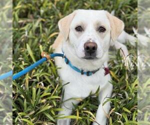 Labrador Retriever-Unknown Mix Dogs for adoption in San Diego, CA, USA