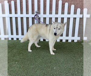 Siberian Husky Dogs for adoption in Modesto, CA, USA