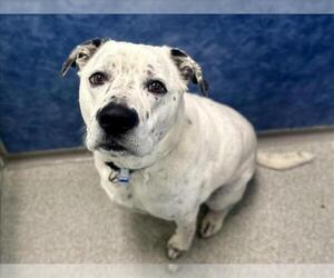 Labrador Retriever-Unknown Mix Dogs for adoption in Fort Collins, CO, USA