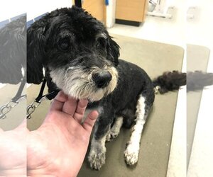 Maltese-Unknown Mix Dogs for adoption in  Ramona, CA, USA