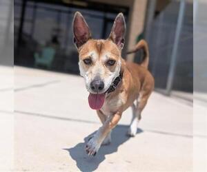 Basenji-Dachshund Mix Dogs for adoption in Denver, CO, USA