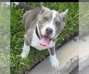 American Staffordshire Terrier-Unknown Mix Dogs for adoption in San Antonio, TX, USA